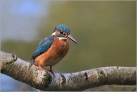 <p>LEDŇÁČEK ŘÍČNÍ (Alcedo atthis) Šluknovsko - Jiříkov /Common kingfisher - Eisvogel/</p>